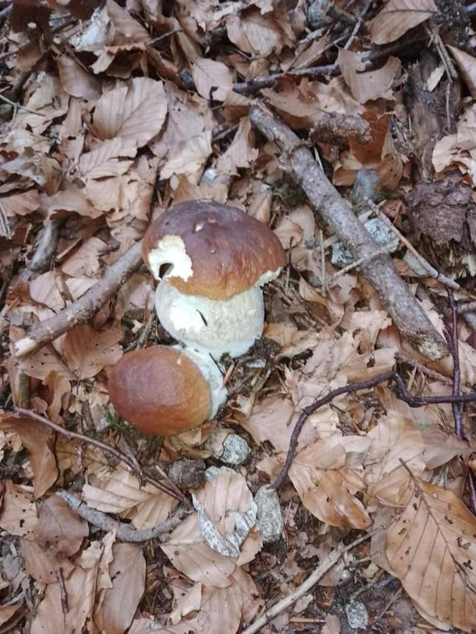 Appartamento Azzurro Cannobio Kültér fotó